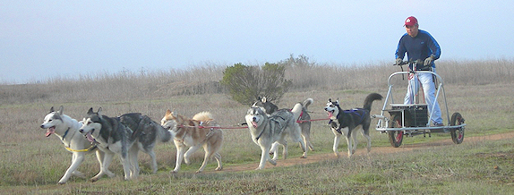 Summer dog sled for hot sale sale